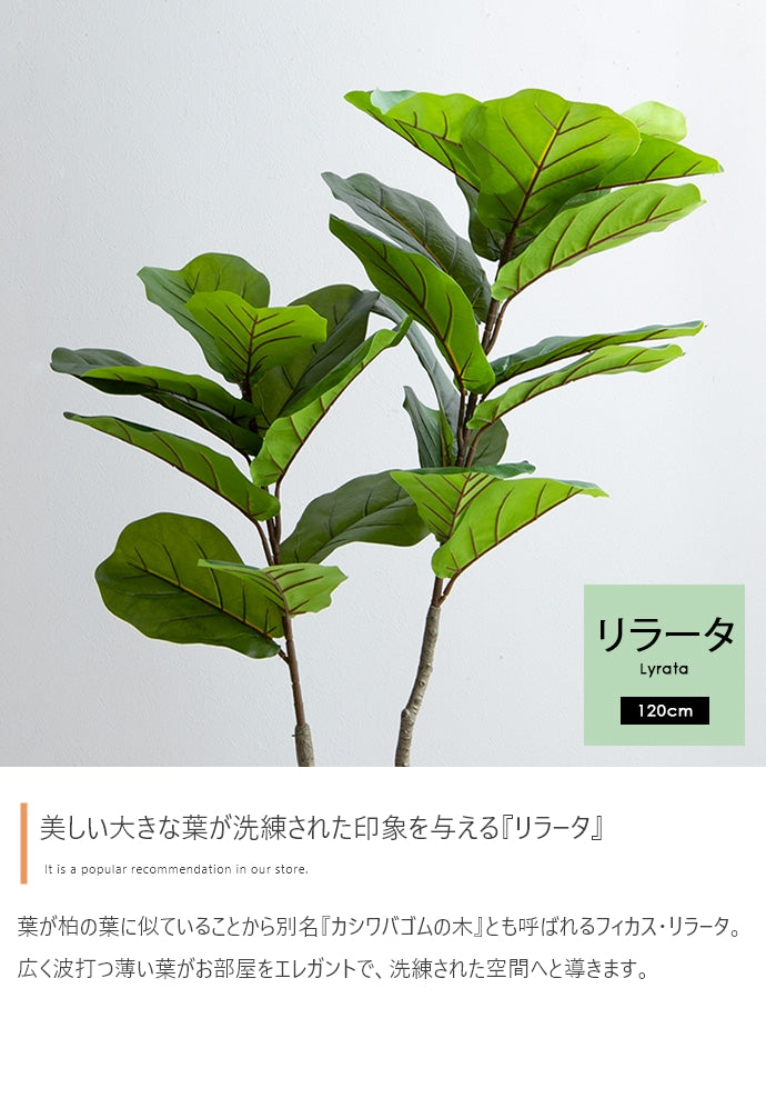 Nature 光触媒人工観葉植物 リラータ 高さ120cm