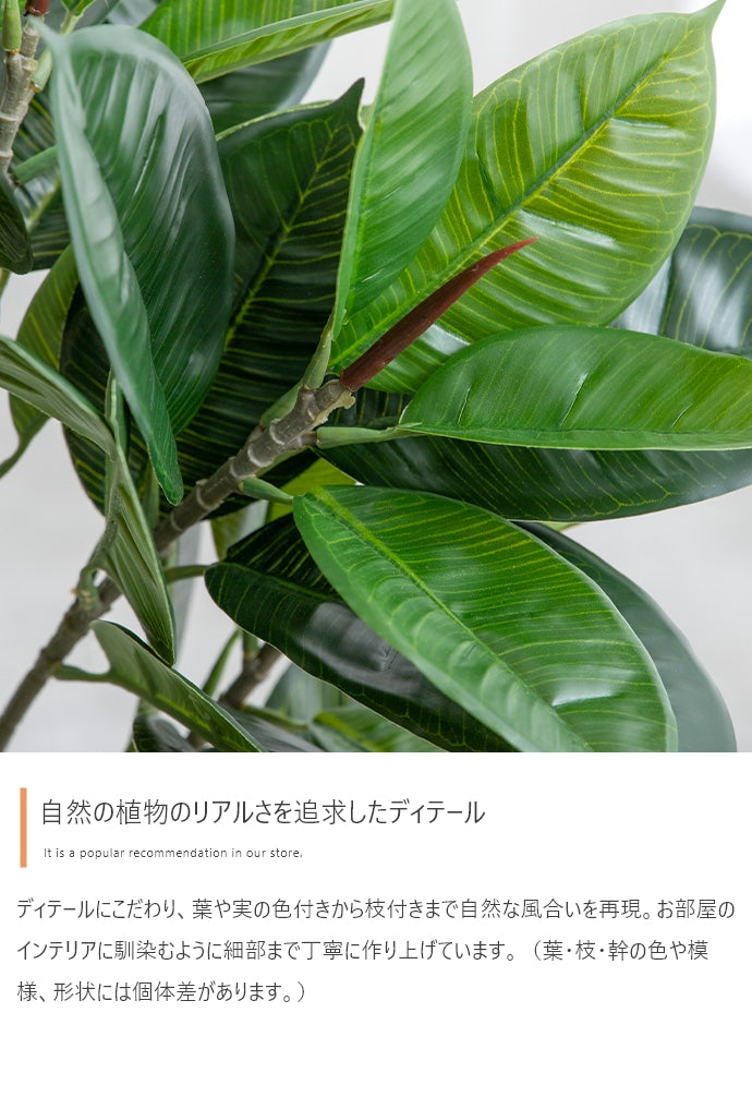 Nature 光触媒人工観葉植物 ベンジャミン 高さ120cm