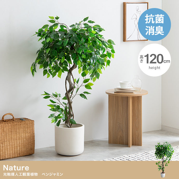 Nature 光触媒人工観葉植物 ベンジャミン 高さ120cm
