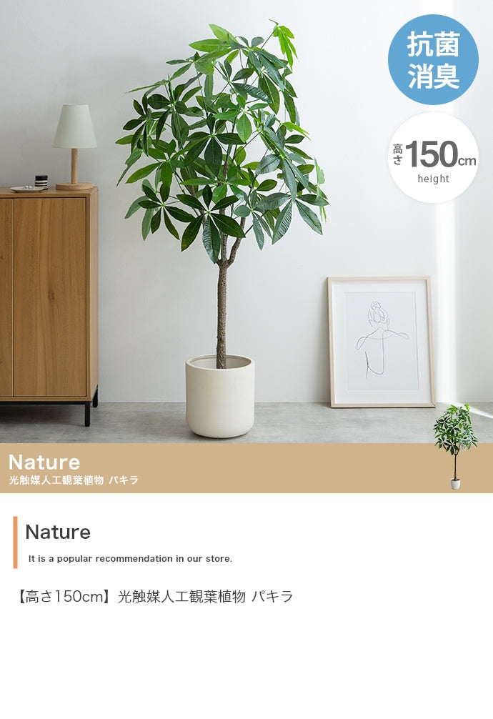 Nature 光触媒人工観葉植物 パキラ 高さ150cm