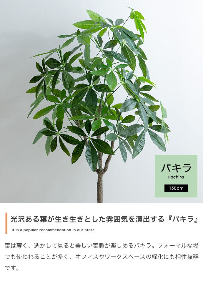 Nature 光触媒人工観葉植物 パキラ 高さ150cm