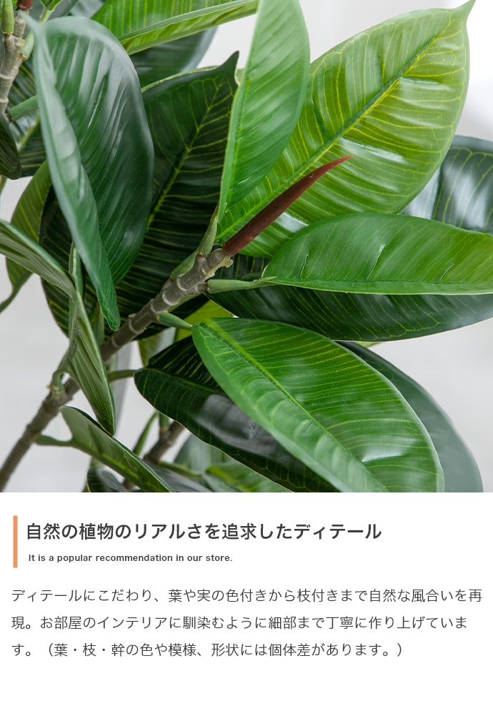 Nature 光触媒人工観葉植物 パキラ 高さ150cm