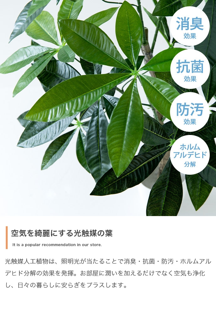 Nature 光触媒人工観葉植物 オリーブ 高さ150cm