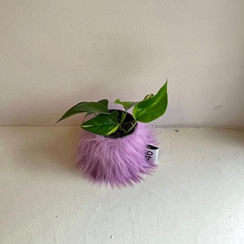 46MONTH 鉢カバー+ピン furry pot cover + furry fin (Purple) - somibeya
