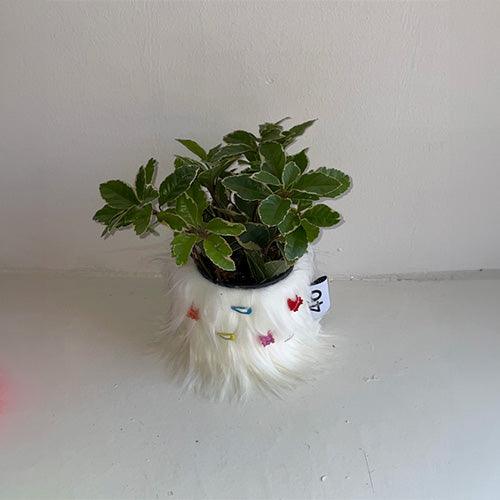46MONTH 鉢カバー+ピン furry pot cover + furry fin (White) - somibeya