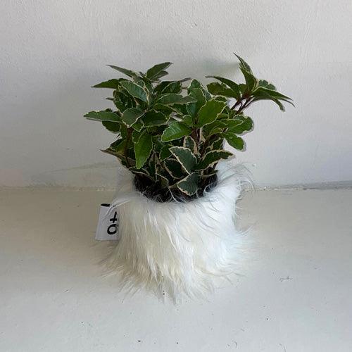 46MONTH 鉢カバー+ピン furry pot cover + furry fin (White) - somibeya